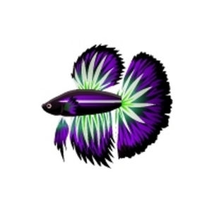 Violet Radiant Betta